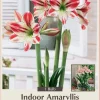 Giant Dutch Amaryllis Bulb - 32/34 cm - Red & White Striated Flowers - One Bulb - Image 1