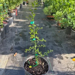 Giant Finger Lime Tree Live Plant – Grafted – 3 Gallon Pot – 1-2 ft Tall - Image 4