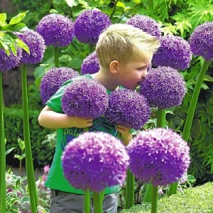 Giant Garlic Bulbs - Gladiator Allium Cloves for Planting - Fresh Harvest USA - Image 1