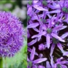 Giant Gladiator Allium Bulbs - Allium Giganteum Purple - 3 Bulbs - Image 3