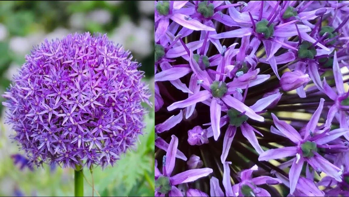 Giant Gladiator Allium Bulbs - Allium Giganteum Purple - 3 Bulbs - Image 3