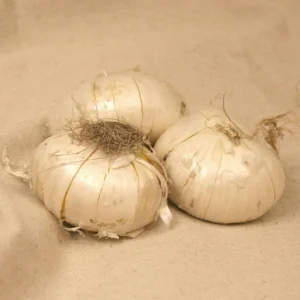 Giant Gladiator Allium Bulbs - Allium Giganteum Purple - 3 Bulbs - Image 4