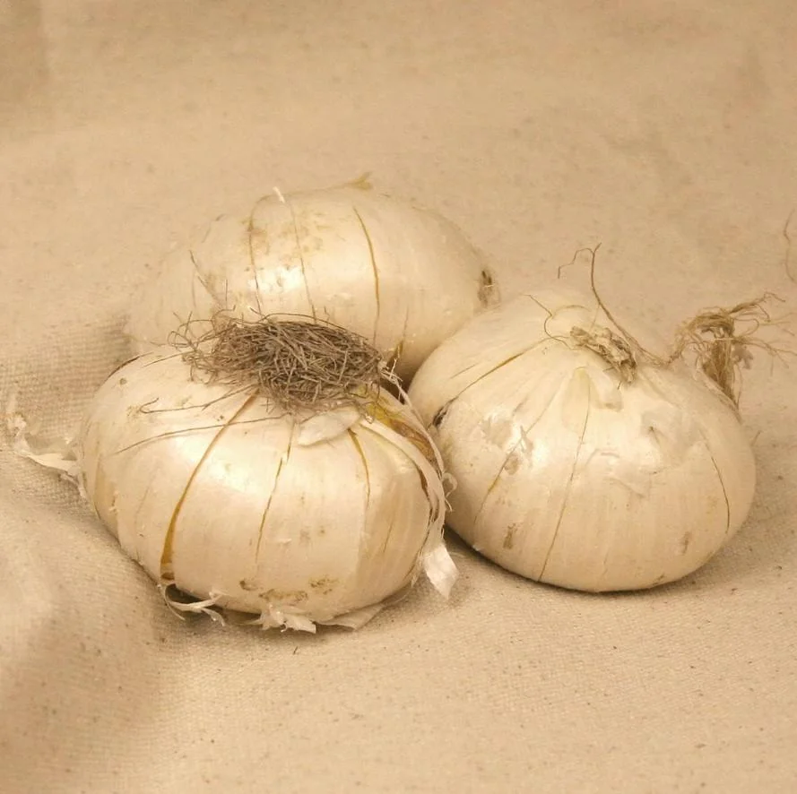 Giant Gladiator Allium Bulbs - Allium Giganteum Purple - 3 Bulbs - Image 4