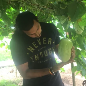 Giant Granadilla Live Plant - Passiflora quadrangularis - 6-10 inch Tall - Image 3