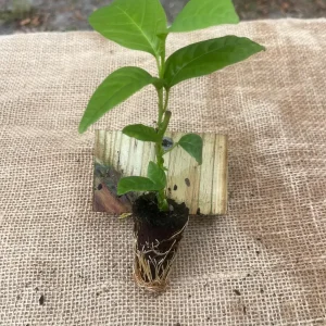 Giant Granadilla Live Plant - Passiflora quadrangularis - 6-10 inch Tall - Image 4