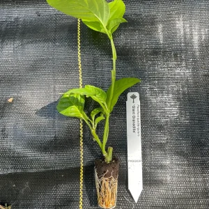 Giant Granadilla Live Plant - Passiflora quadrangularis - 6-10 inch Tall - Image 5