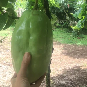 Giant Granadilla Live Plant - Passiflora quadrangularis - 6-10 inch Tall - Image 7