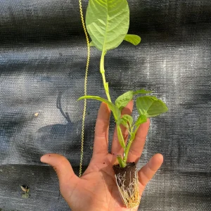 Giant Granadilla Live Plant - Passiflora quadrangularis - 6-10 inch Tall - Image 8