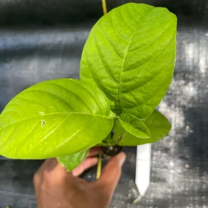 Giant Granadilla Live Plant - Passiflora quadrangularis - 6-10 inch Tall - Image 9