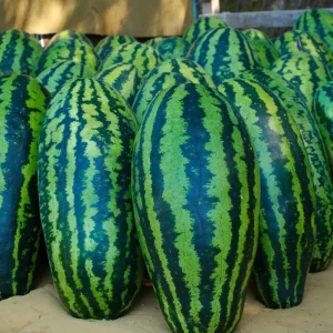 Giant Jubilee Watermelon Seeds - Heirloom Non-GMO Fruit Garden Seeds - Image 2
