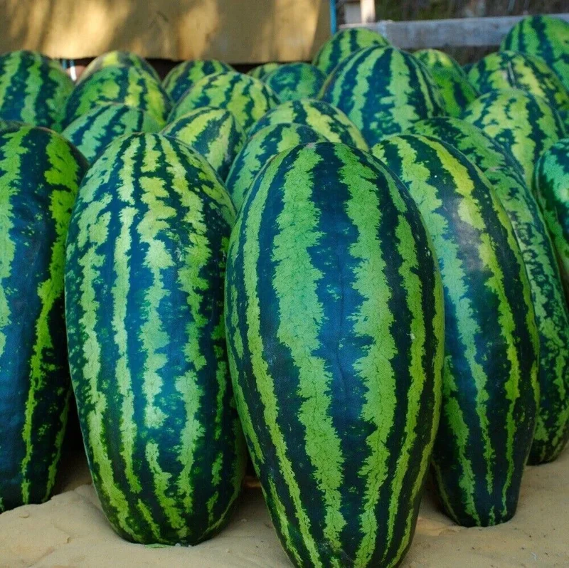 Giant Jubilee Watermelon Seeds - Heirloom Non-GMO Fruit Garden Seeds - Image 2