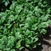 Giant Noble Spinach Seeds - Non-GMO Heirloom Vegetable Garden Seed - Image 1