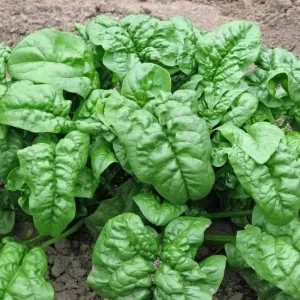 Giant Noble Spinach Seeds - Non-GMO Heirloom Vegetable Garden Seed - Image 2
