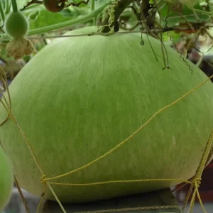 Giant Round Calabash Gourd Seeds - Non-GMO Lagenaria siceraria for Crafts & Culinary - Image 2