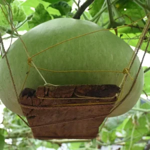 Giant Round Calabash Gourd Seeds - Non-GMO Lagenaria siceraria for Crafts & Culinary - Image 3