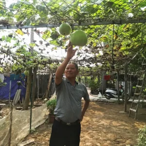 Giant Round Calabash Gourd Seeds - Non-GMO Lagenaria siceraria for Crafts & Culinary - Image 4