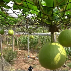 Giant Round Calabash Gourd Seeds - Non-GMO Lagenaria siceraria for Crafts & Culinary - Image 5