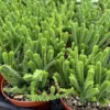 Giant Watch Chain Succulent Live Plant - Crassula muscosa - 4 inch Pot - Image 1