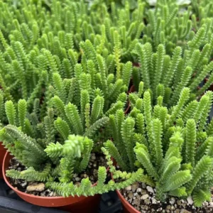 Giant Watch Chain Succulent Live Plant - Crassula muscosa - 4 inch Pot - Image 1