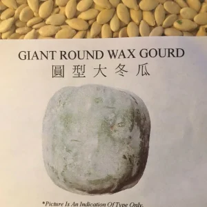 Giant Wax Gourd Seeds - Heirloom, Non-GMO Vegetable Seeds for Garden - Image 2
