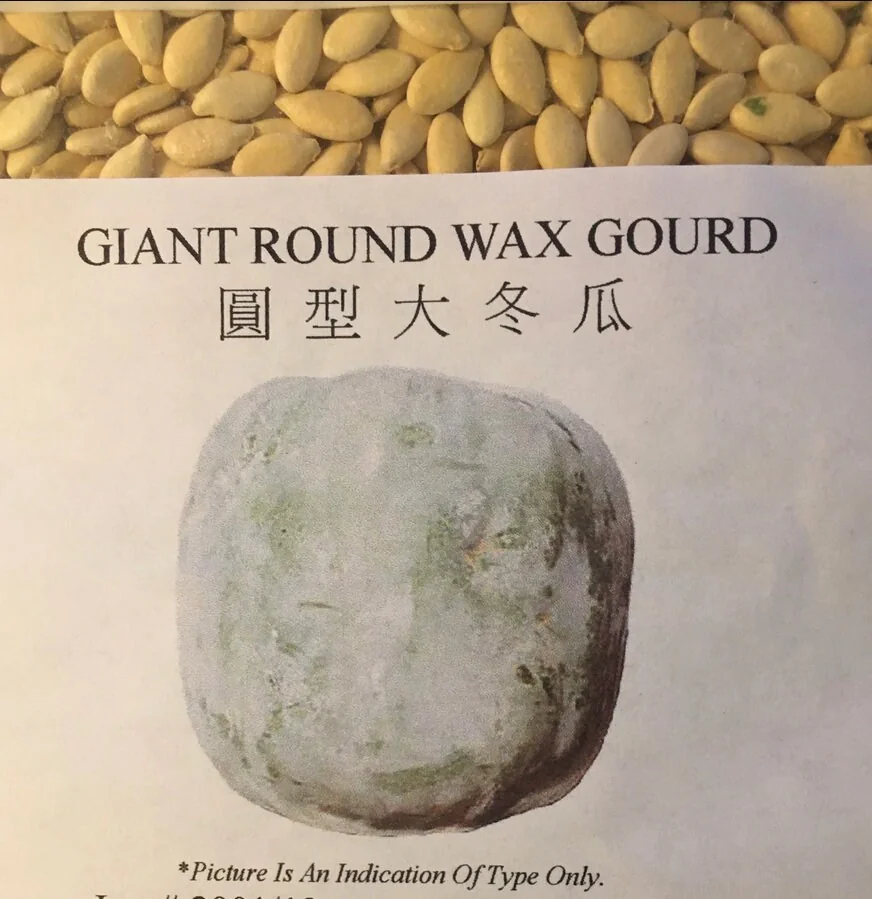 Giant Wax Gourd Seeds - Heirloom, Non-GMO Vegetable Seeds for Garden - Image 2