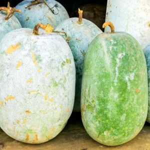 Giant Wax Gourd Seeds - Heirloom, Non-GMO Vegetable Seeds for Garden - Image 3