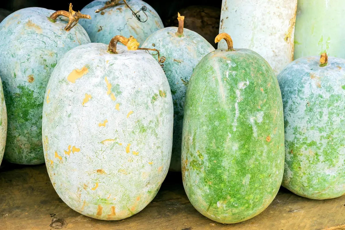 Giant Wax Gourd Seeds - Heirloom, Non-GMO Vegetable Seeds for Garden - Image 3