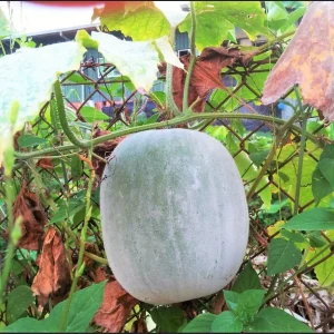 Giant Wax Gourd Seeds - Heirloom, Non-GMO Vegetable Seeds for Garden - Image 1
