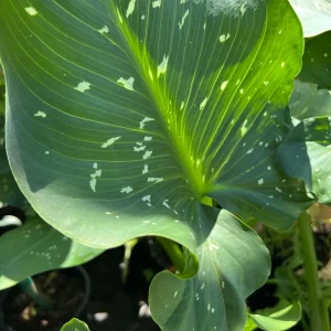 Giant White Calla Lily Live Plant - Zantedeschia Aethiopica - 1 ft Tall, 1 Gallon Pot - Image 2