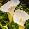 Giant White Calla Lily Live Plant - Zantedeschia Aethiopica - 1 ft Tall, 1 Gallon Pot - Image 1
