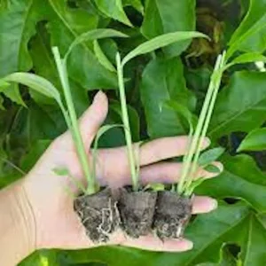 Ginger Root Plant - Zingiber Officinale Starter Plug - Live Perennial - Image 2
