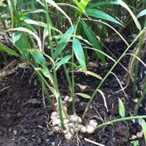 Ginger Root Plant - Zingiber Officinale Starter Plug - Live Perennial - Image 4