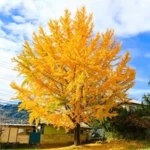 Ginkgo Biloba Live Plant – Quart Pot – Hardy Outdoor Ornamental Tree - Image 2