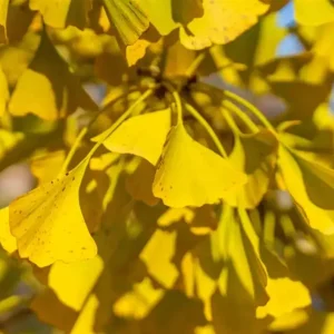 Ginkgo Biloba Live Plant – Quart Pot – Hardy Outdoor Ornamental Tree - Image 3