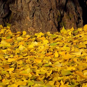 Ginkgo Biloba Live Plant – Quart Pot – Hardy Outdoor Ornamental Tree - Image 4