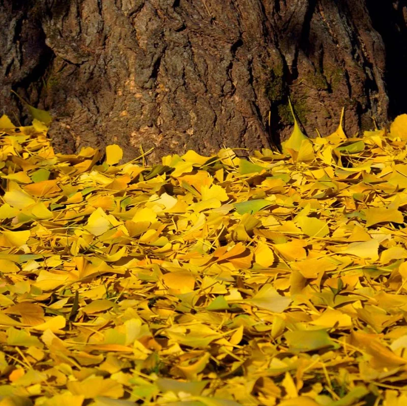 Ginkgo Biloba Live Plant – Quart Pot – Hardy Outdoor Ornamental Tree - Image 4