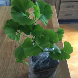 Ginkgo Biloba Live Plant – Quart Pot – Hardy Outdoor Ornamental Tree - Image 5