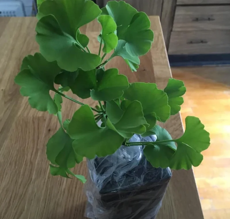Ginkgo Biloba Live Plant – Quart Pot – Hardy Outdoor Ornamental Tree - Image 5