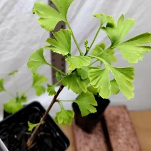 Ginkgo Biloba Live Plant – Quart Pot – Hardy Outdoor Ornamental Tree - Image 6