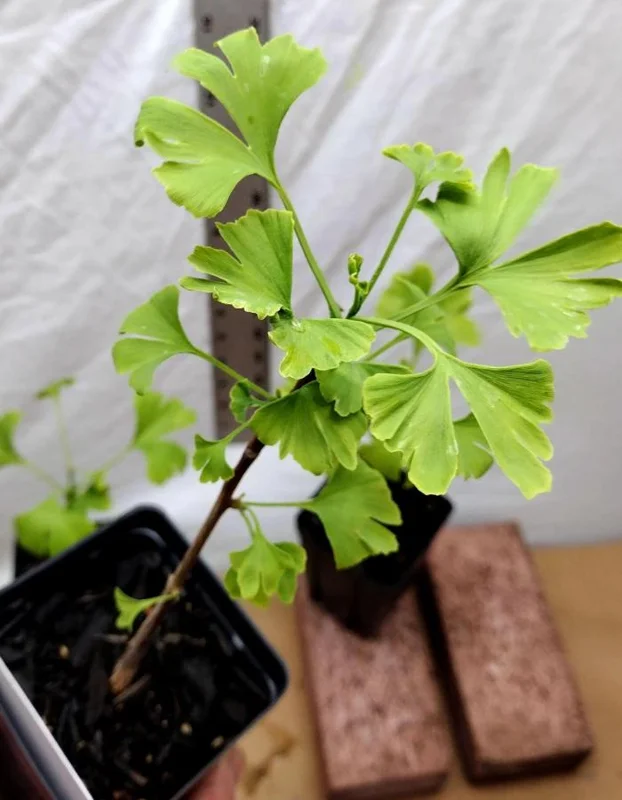 Ginkgo Biloba Live Plant – Quart Pot – Hardy Outdoor Ornamental Tree - Image 6