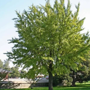 Ginkgo Biloba Live Plant – Quart Pot – Hardy Outdoor Ornamental Tree - Image 7