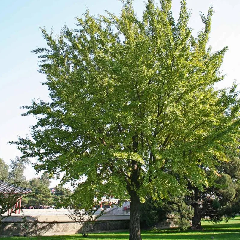 Ginkgo Biloba Live Plant – Quart Pot – Hardy Outdoor Ornamental Tree - Image 7