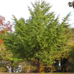 Ginkgo Biloba Live Plant – Quart Pot – Hardy Outdoor Ornamental Tree - Image 8