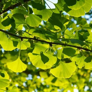 Ginkgo Biloba Live Plant – Quart Pot – Hardy Outdoor Ornamental Tree - Image 9
