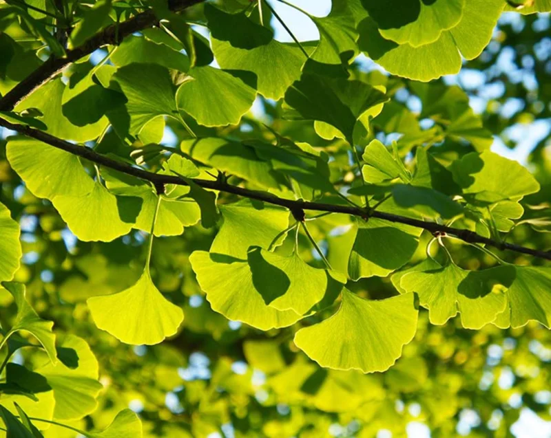 Ginkgo Biloba Live Plant – Quart Pot – Hardy Outdoor Ornamental Tree - Image 9