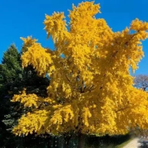 Ginkgo Biloba Live Plant - Quart Pot - Outdoor Tree - USDA Zones 4-9 - Image 2