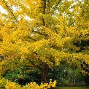 Ginkgo Biloba Live Plant - Quart Pot - Outdoor Tree - USDA Zones 4-9 - Image 3