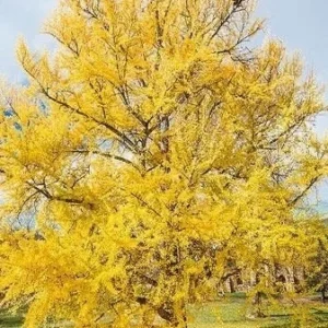 Ginkgo Biloba Live Plant - Quart Pot - Outdoor Tree - USDA Zones 4-9 - Image 1