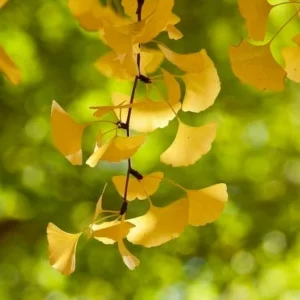 Ginkgo Biloba Live Plant - Quart Pot - Outdoor Tree - USDA Zones 4-9 - Image 4