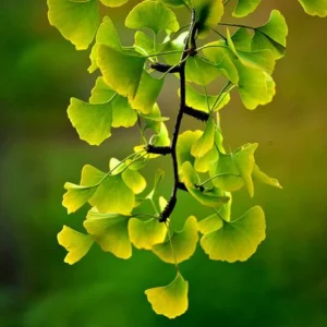 Ginkgo Biloba Maidenhair Tree Live Bare Root Plant 24+ Inches Tall Outdoor - Image 3